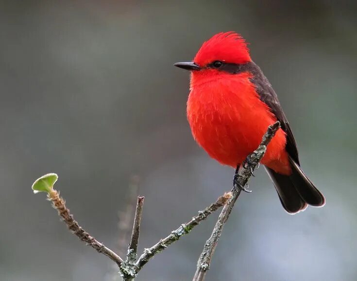 Красные птицы название фото Related image Vermilion flycatcher, Birds, Animals