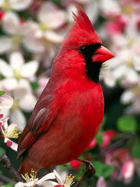 Красные птицы россии фото Pin by Susie Jones-Benson on Animals, Birds and Creatures Beautiful birds, Pet b