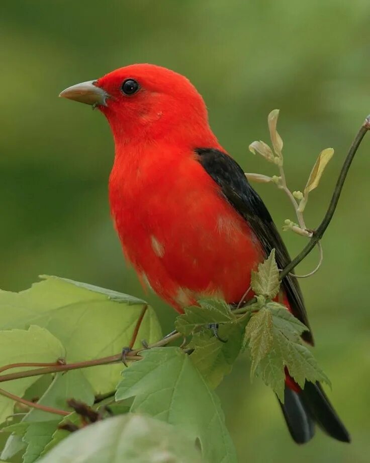 Красные птицы россии фото Scarlet Tanager - saw one last week! Beautiful birds, Exotic birds, Pretty birds