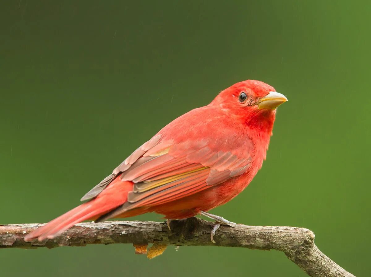 Красные птицы россии фото Pin on Birdie Birds