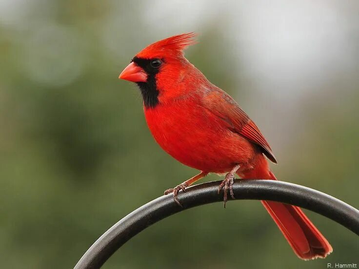Красные птицы россии фото Pin by Sara Grutsch on Cardinals Cardinal birds, Backyard birds, Birds