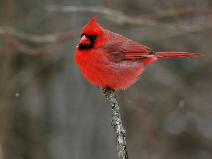 Красные птицы россии фото Cardinals in Different Regions Could Actually Be Distinct Species, Their Songs S