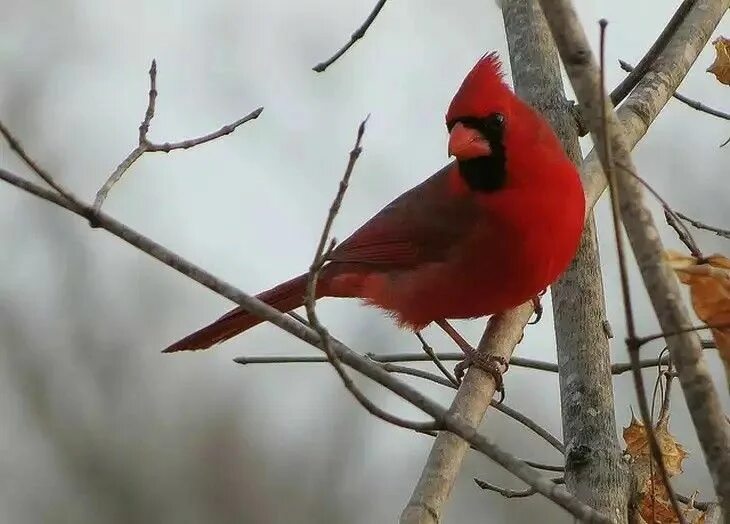 Красные птицы россии фото Cardeal do norte Feeding birds in winter, Make a bird feeder, Bird