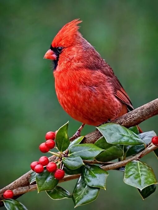 Красные птицы россии фото Cardinal in the Holly Pet birds, Beautiful birds, Wild birds