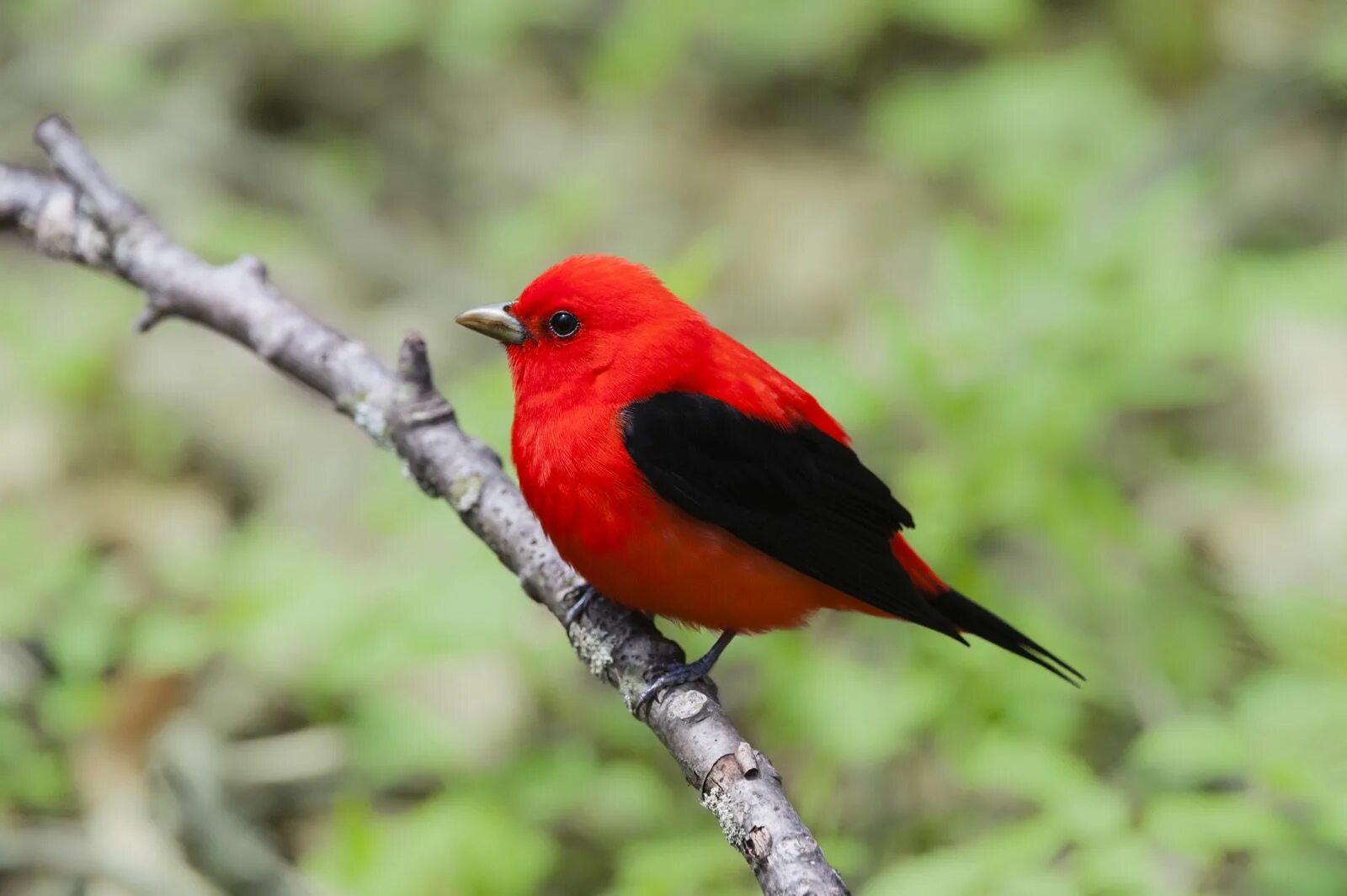 Красные птицы россии фото Found on Bing from www.eagle-eye.com Scarlet tanager, Ontario birds, Species ext