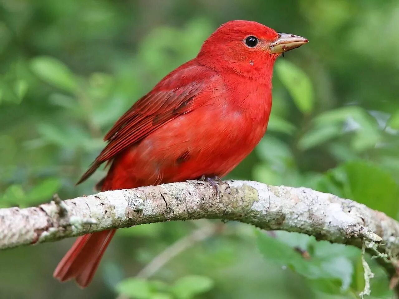 Красные птицы россии фото Summer Tanager Adult male Kedi köpek, Köpek, Rock stili