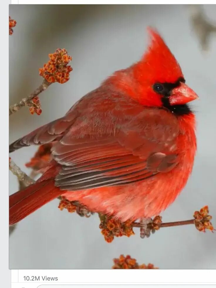 Красные птицы россии фото Pin by Shelly Fitzgerald on Cardinals Cardinal birds, Beautiful birds, Red birds