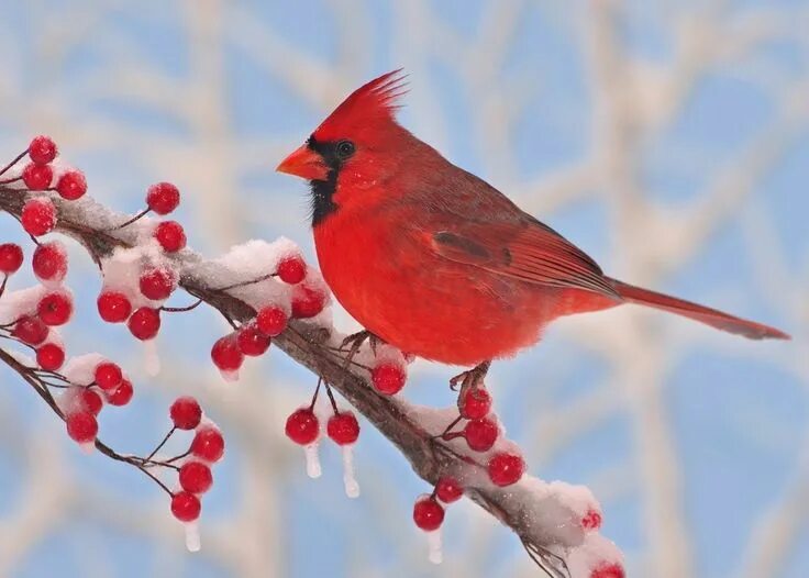 Красные птицы россии фото 12 Birds of Christmas Bird, Bird pictures, Bird photo