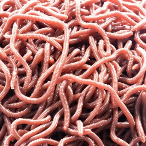 Красный червь фото 50pcs HENGJIA Soft Earthworm Fishing Bait Red Worm Lures Crankbaits Tackle Hooks