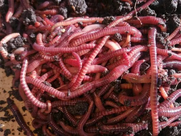 Красный червь фото Акци - Bog'-tomorqa - OLX.uz