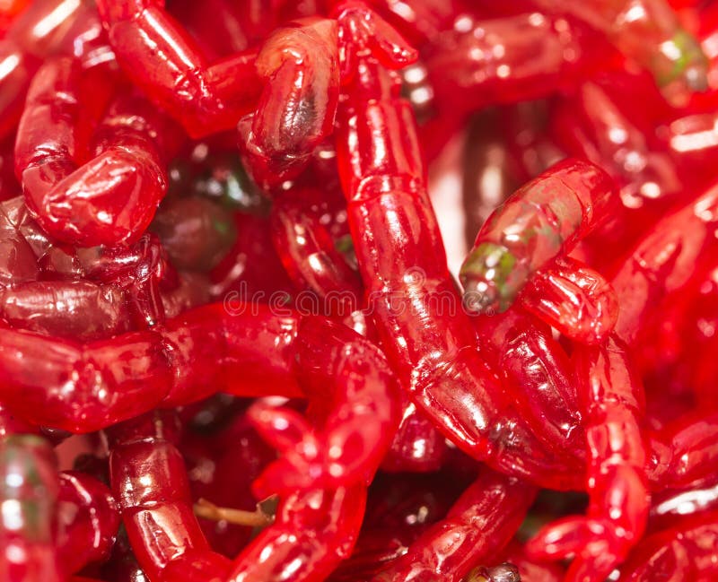 Красный червь фото Bloodworms красных червей как предпосылка Стоковое Изображение - изображение нас