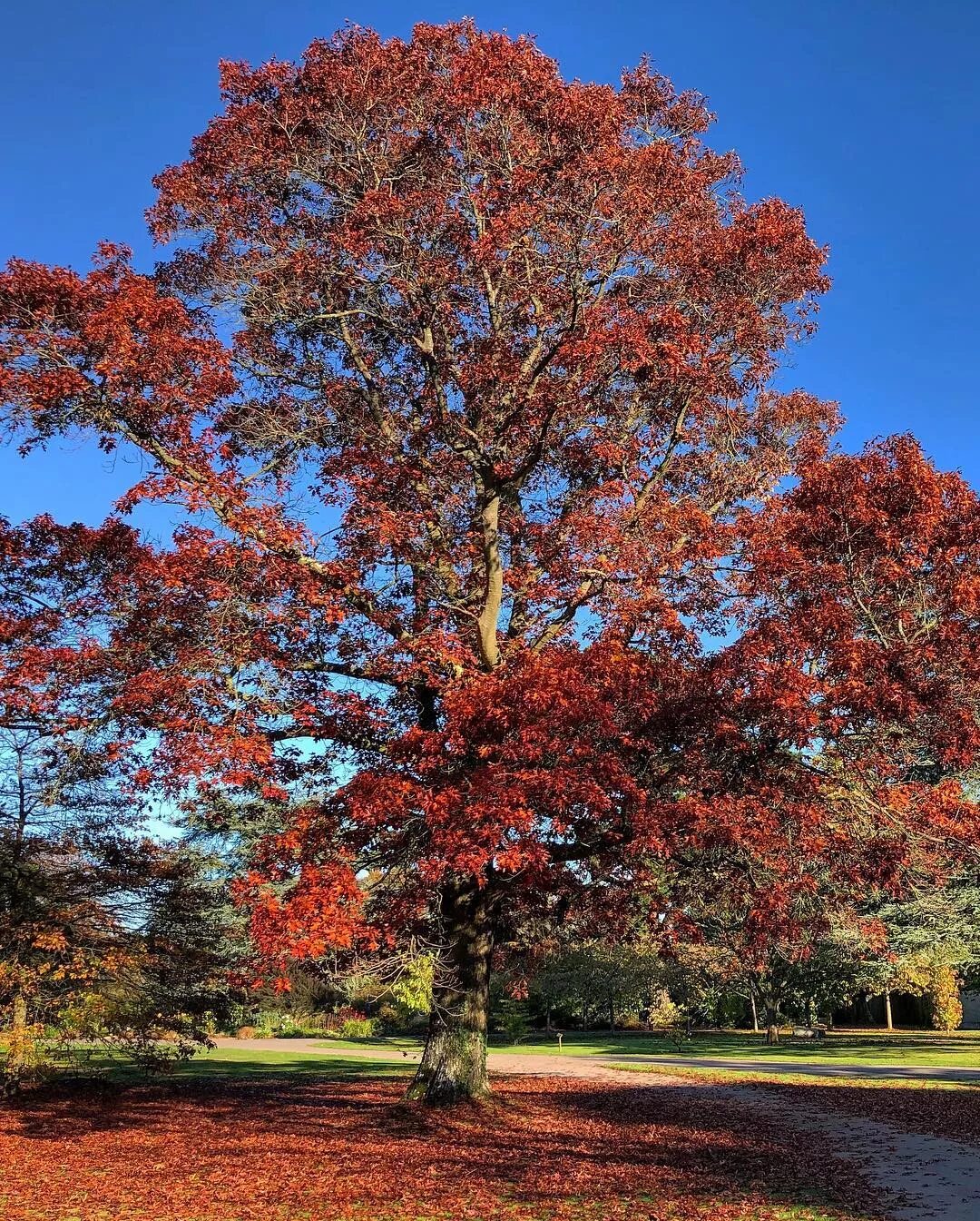 Красный дуб фото @marielouiseagius: #Legacy : #Awesome #Quercus rubra : appropriately named #red 