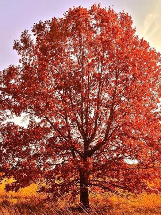 Красный дуб фото Дуб красный (Quercus rubra) - "Feel Green"