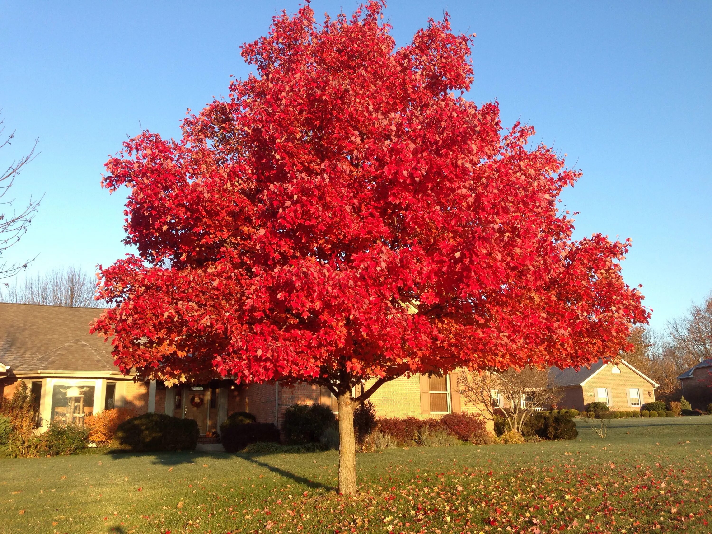 Красный дуб фото October Glory Red Maple is always most beautiful in November. Red maple tree, Tr