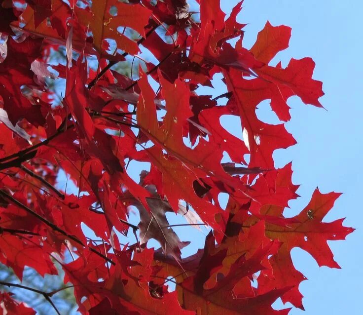 Красный дуб фото Scarlet Oak: Good growth, gorgeous giant Red oak tree, Red oak, Fast growing tre