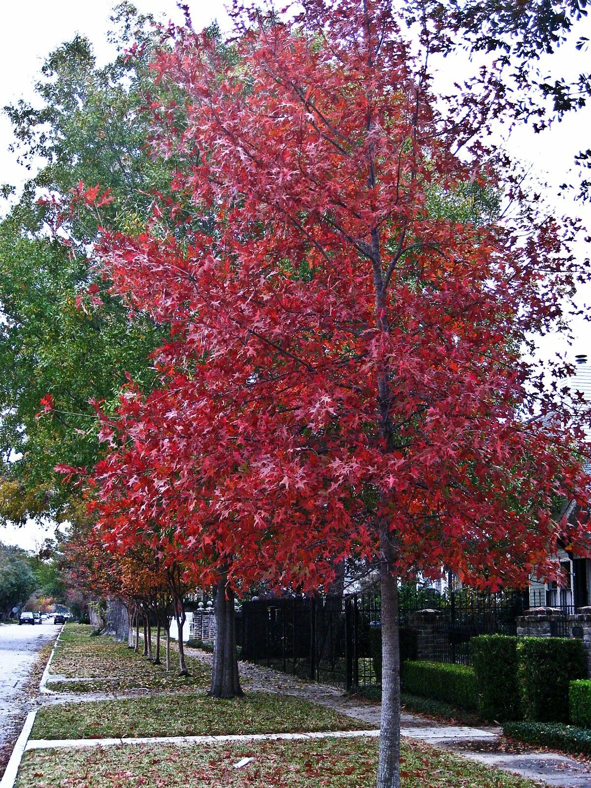 Красный дуб фото Red maple tree, Trees to plant, Tree canopy