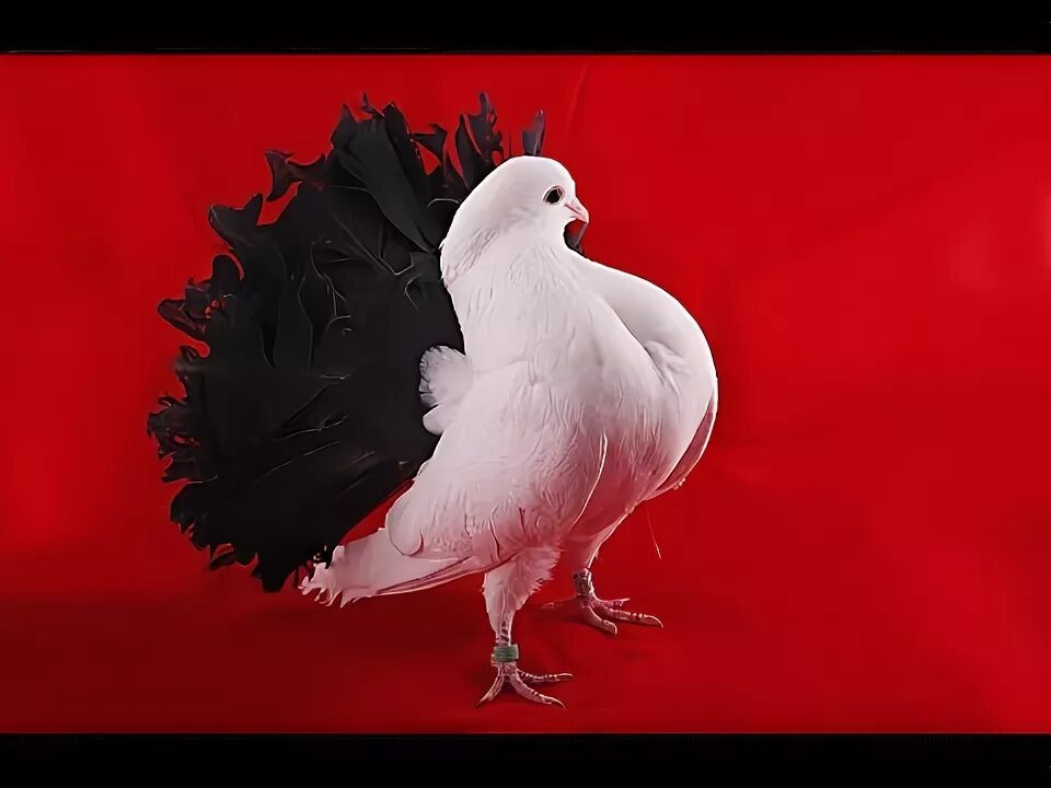 Красный голубь фото Güvercin Videoları Canlı Yayında Güvercin Mezatı - YouTube