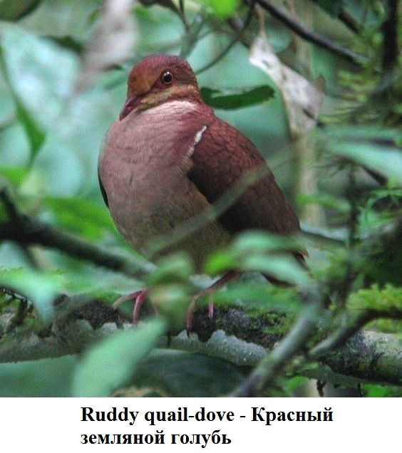 Красный голубь фото Красный голубь фото, видео - Pekora.ru