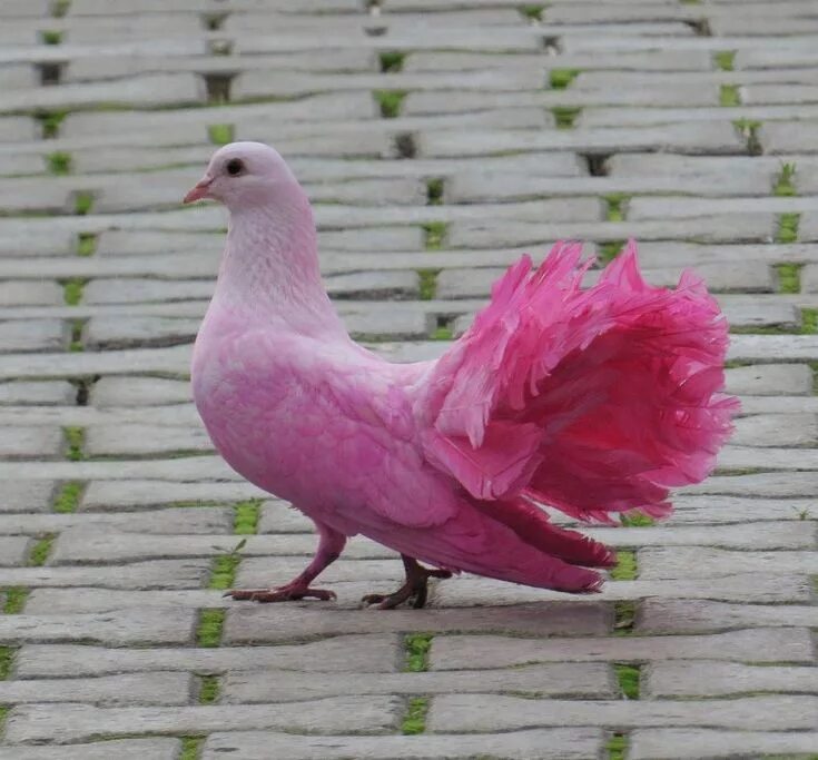Красный голубь фото Голуби, которых мы можем никогда в жизни не увидеть Rainforest birds, Exotic bir