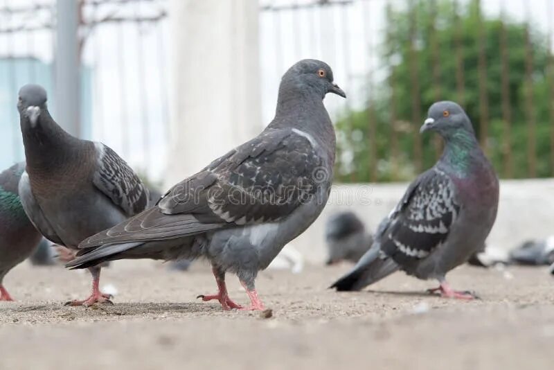 Красный голубь фото Dove-coloured pigeon stock photo. Image of beautiful, black - 2655218