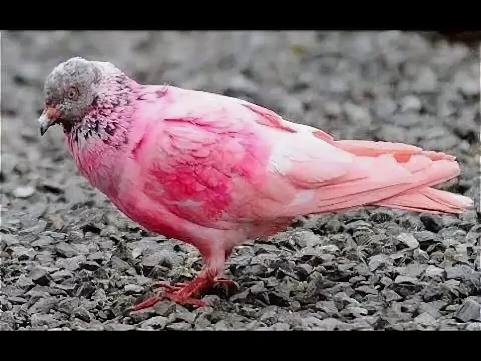 Красный голубь фото Sakethnath pigeon Special Videos in Galiveedu - YouTube