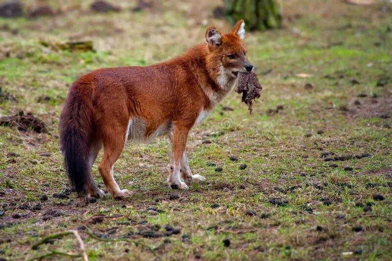 Красный горный волк фото Dhole (Cuon alpinus) stock photo. Image of indian, wild - 8383546