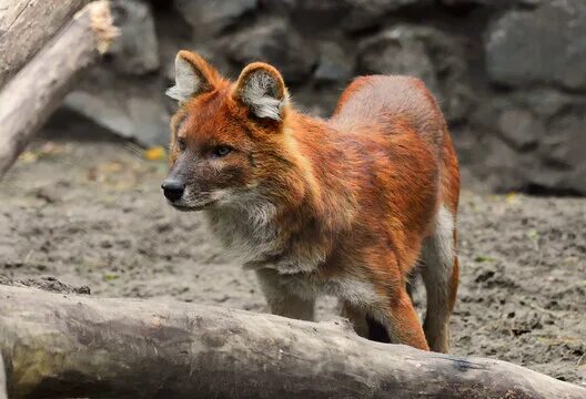 Красный горный волк фото Red Wolf Зображення - огляд 52,633 Стокові фото, векторні зображення й відео Ado