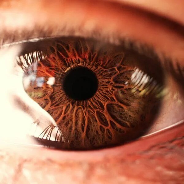 Красный карий глаз фото Pin em Eyes Olhos castanhos, Olhos maravilhosos, Fotografia olho