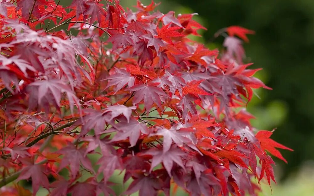 Красный клен фото Клен красный: купить в Москве саженцы Acer rubrum в питомнике "Медра"