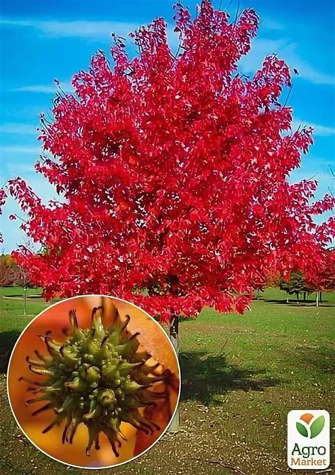 Красный клен фото Ликвидамбр смолоносный (Liquidambar styraciflua) контейнер P14 купить почтой в О