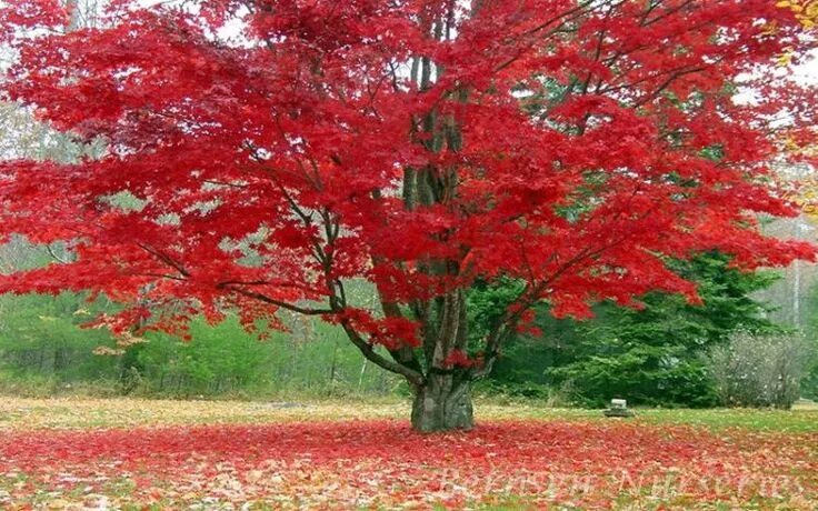 Красный клен фото Five Different Types of Maple Trees Ideal for the Home Red maple tree, Shade tre