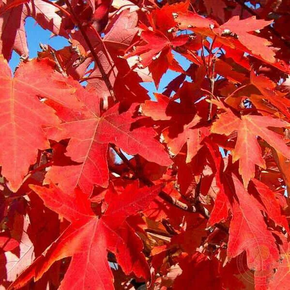 Красный клен фото Клён Фримана Джефферсред / Отумн Блейз (Acer freemanii Jeffersred / Autumn Blaze