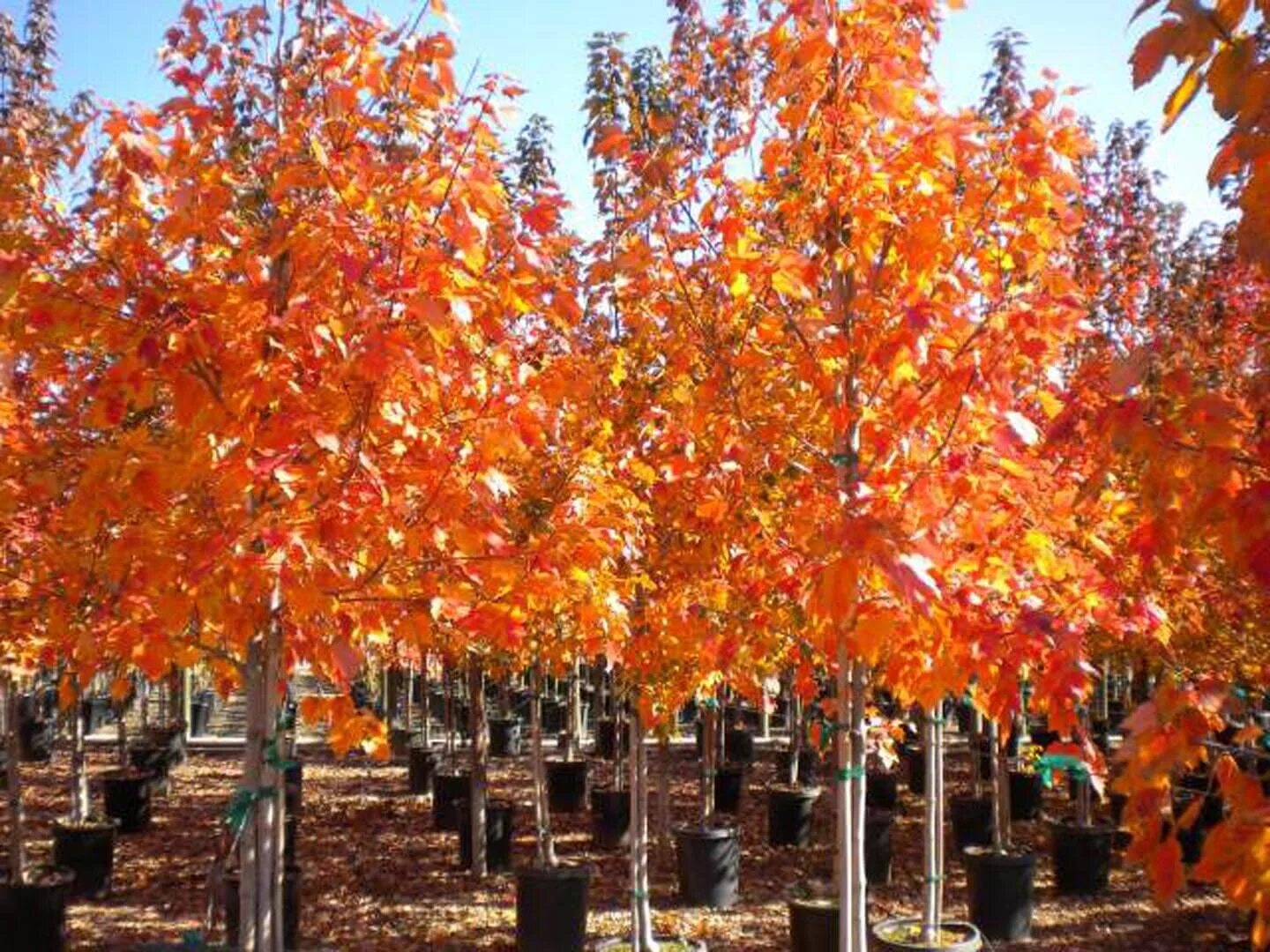 Красный клен смоленск досуговское шоссе фото Acer rubrum 'October Glory' ® - Boething Treeland Farms
