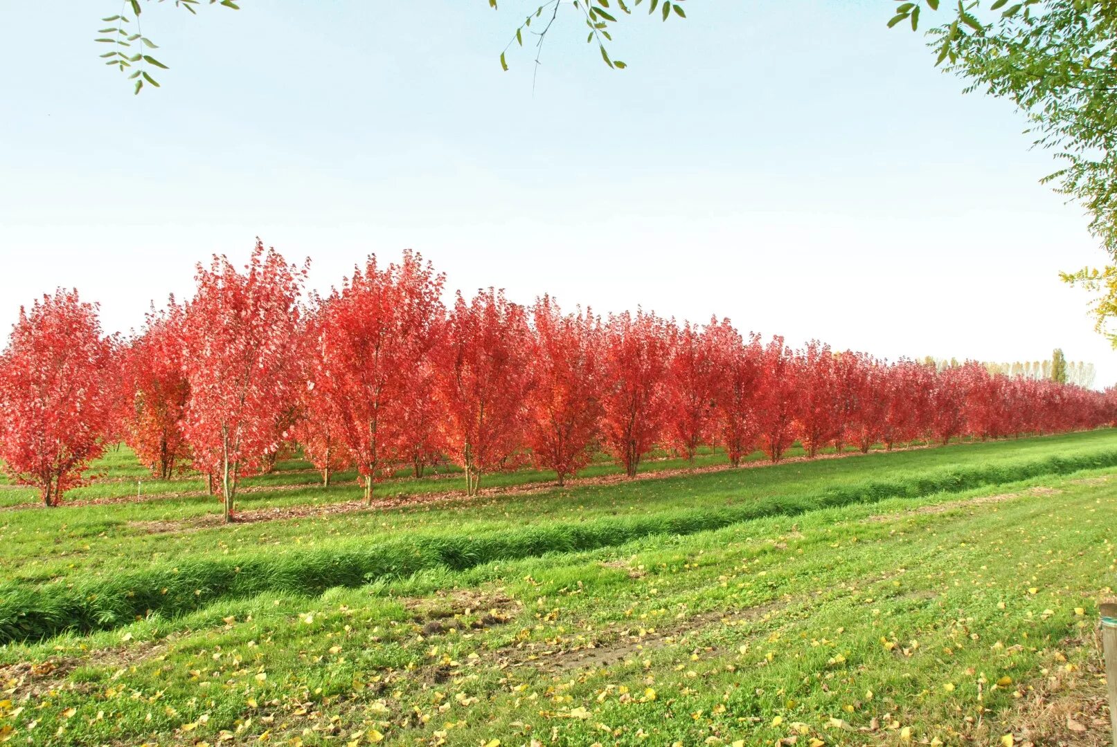 Красный клен смоленск досуговское шоссе фото Acer rubrum 'Brandywine' Acer rubrum 'Brandywine' - Van den Berk Nurseries