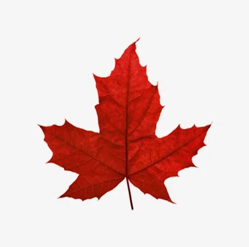 Красный кленовый лист фото Canada Maple Leaf PNG Image, Red Maple Leaf Canada, Maple Leaf Clipart, Red Leav