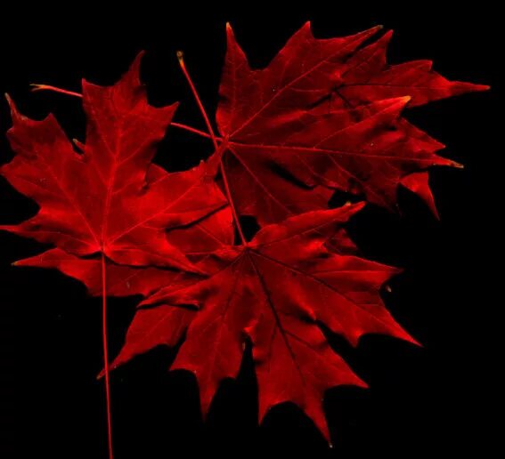 Красный кленовый лист фото Maple Tree: Pictures, Images, Photos, Info on the Maple Tree Species