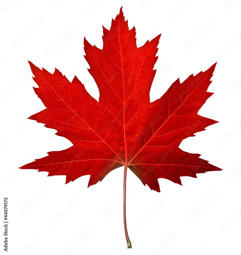 Красный кленовый лист фото Red Maple Leaf Stock Photo Adobe Stock