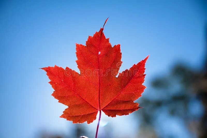 Красный кленовый лист фото 6,096 Autumn Maple Leaves Against Sky Stock Photos - Free & Royalty-Free Stock P