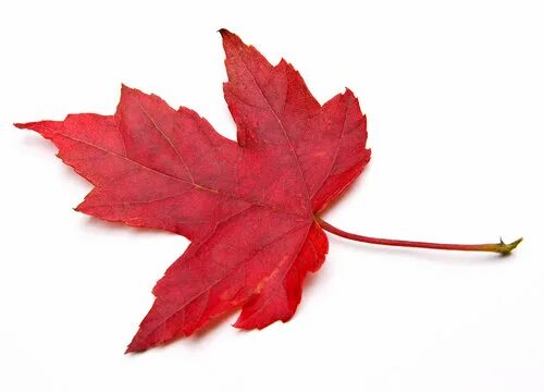 Красный кленовый лист фото Sugar Maple Leaves Изображения: просматривайте стоковые фотографии, векторные из