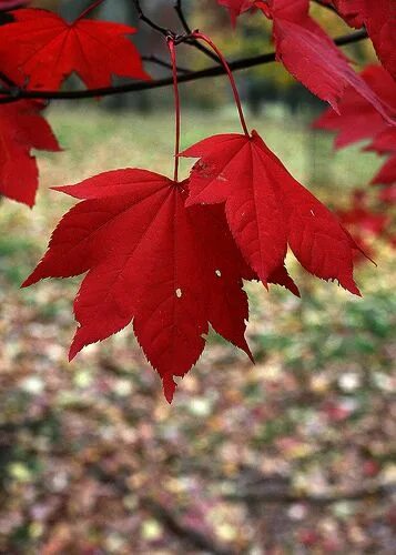 Красный кленовый лист фото 10 ide dan inspirasi red autumn leaves terbaik
