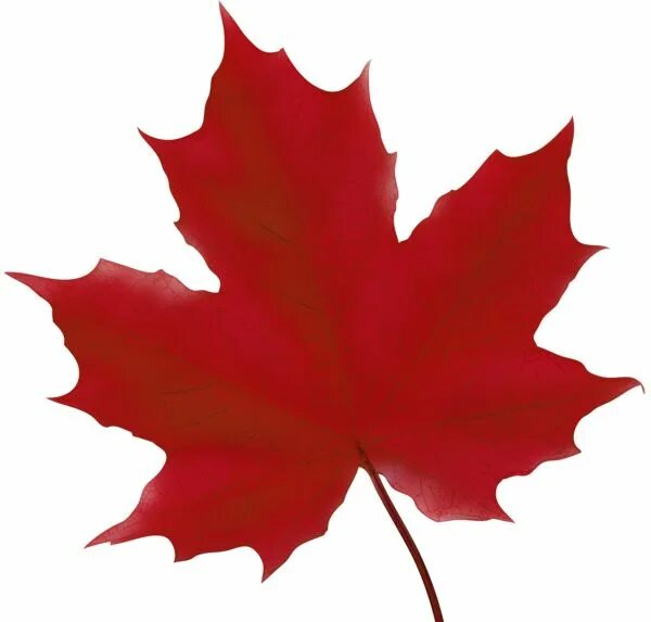 Красный кленовый лист фото Maple Leaf Red PNG Clip Art Image Autumn leaves art, Art images, Leaf clipart