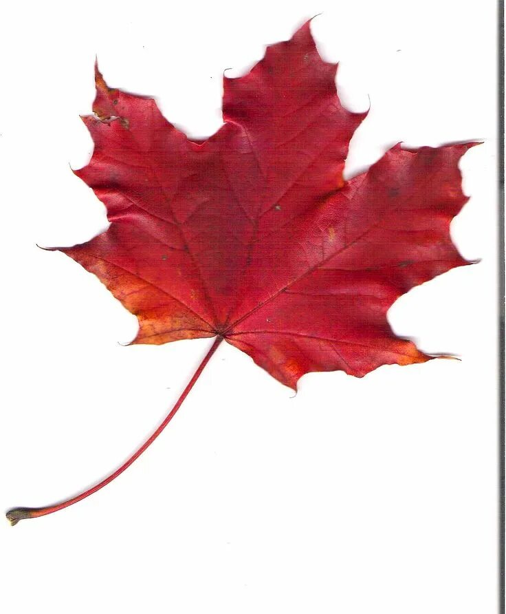 Красный кленовый лист фото photos of red things - Bing Images Red maple leaf logo, Colors of fire, Red