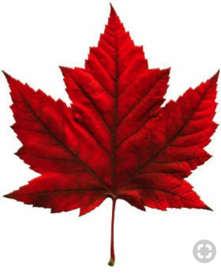 Красный кленовый лист фото Pin on canada in 2024 Maple tree tattoos, Maple leaf tattoos, Leaf art