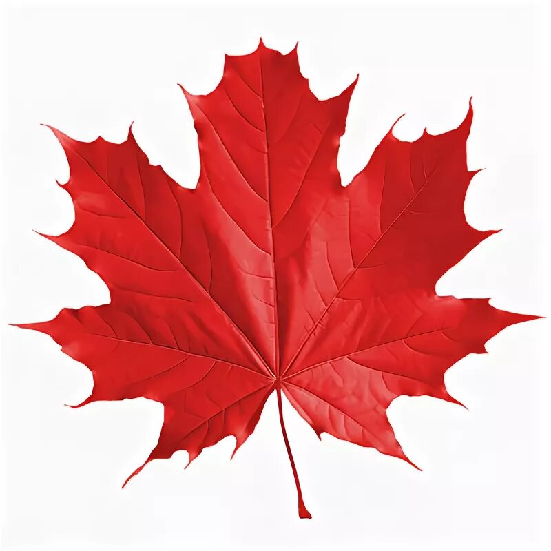 Красный кленовый лист фото Maple Leaf Designs - ClipArt Best