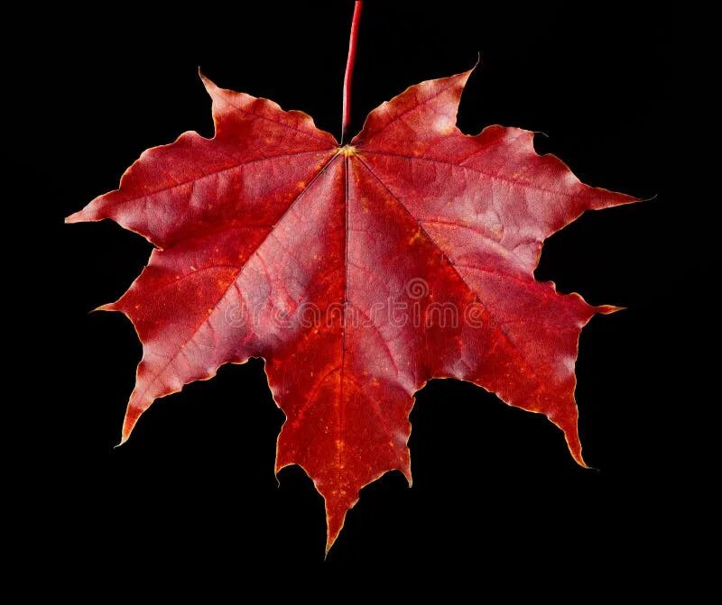 Красный кленовый лист фото Maple Autumn Leaf stock image. Image of background, nature - 6475221