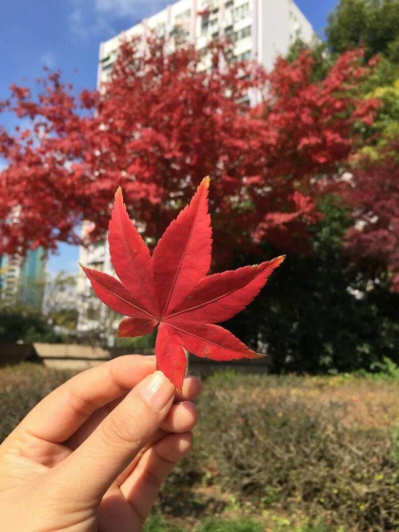 Красный кленовый лист фото Free Images : branch, flower, red, color, autumn, season, maple tree, maple leaf