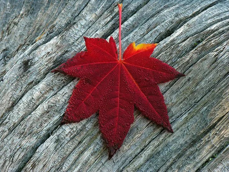 Красный кленовый лист фото Red Vine Maple Leaf 0052 by photoguy17 on DeviantArt Red vines, Maple leaf, Autu