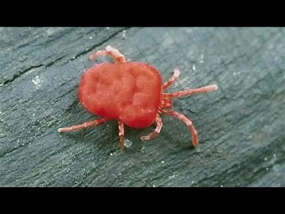 Красный клещ фото What are Chiggers? - YouTube