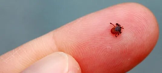Красный клещ фото За последнюю неделю от клещей пострадали 768 жителей Ленинградской области. Об э