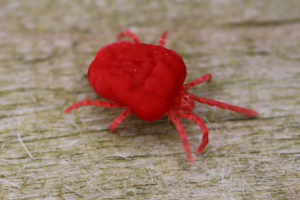 Красный клещ фото blood-sucking red mite, Dermanyssus gallinae Nick Goodrum Flickr